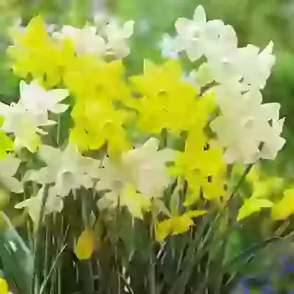 Two Tone Mix